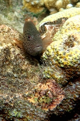 Velidhu - 2013_03_09 - IMG_0281r_Poisson faucon a taches de rousseur - Paracirrhites forsteri_House reef_pmt